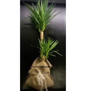 ikili Yucca
