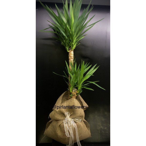 ikili Yucca