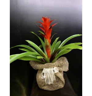 guzmania bitkisi